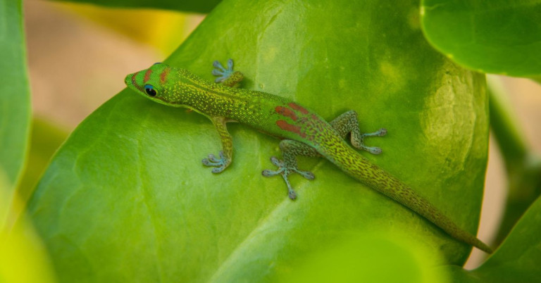 Taggecko – Nahaufnahme eines grünen Taggeckos auf einem Blatt Taggecko auf grünem Blatt in Nahaufnahme