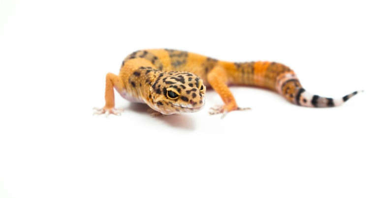 Leopardgecko – Nahaufnahme eines Leopardgeckos Leopardgecko auf weißem Hintergrund