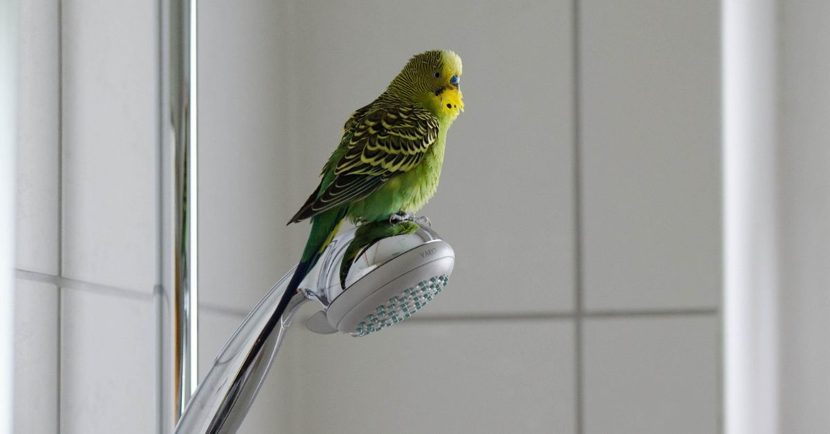 Wellensittich als Kleintier in der Wohnung sitzt auf einer Duschbrause