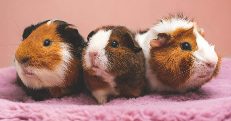 Drei Meerschweinchen als beliebte Kleintiere und Haustiere in der Wohnung auf rosa Unterlage