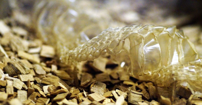 Schlangenhaut nach Häutung im Terrarium – Detailaufnahme auf Holzsubstrat Schlangenhaut nach Häutung im Terrarium auf Holzsubstrat