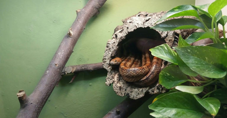 Schlange im Terrarium – Ast und Versteck als naturnahe Umgebung Schlange im Terrarium auf Ast in einem Versteck