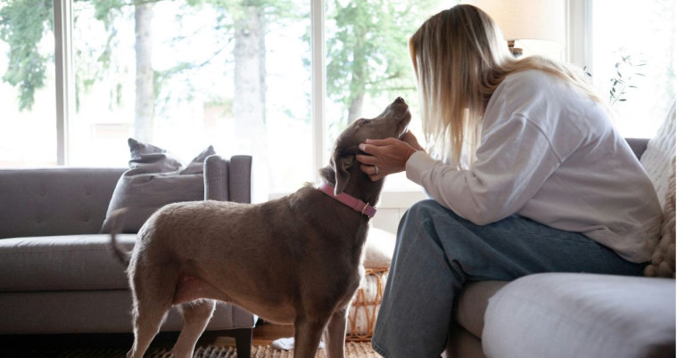 Starke Bindung zwischen Hund und Bezugsperson im häuslichen Umfeld Hund zeigt enge Bindung zu seiner Bezugsperson im Wohnzimmer