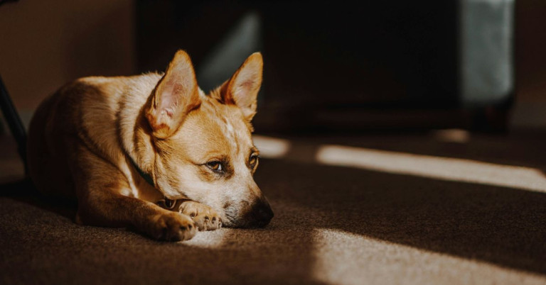 Entspannter Hund alleine zuhause – Tipps für entspannte Hunde in der Wohnung Hund entspannt alleine zuhause auf dem Teppich liegend