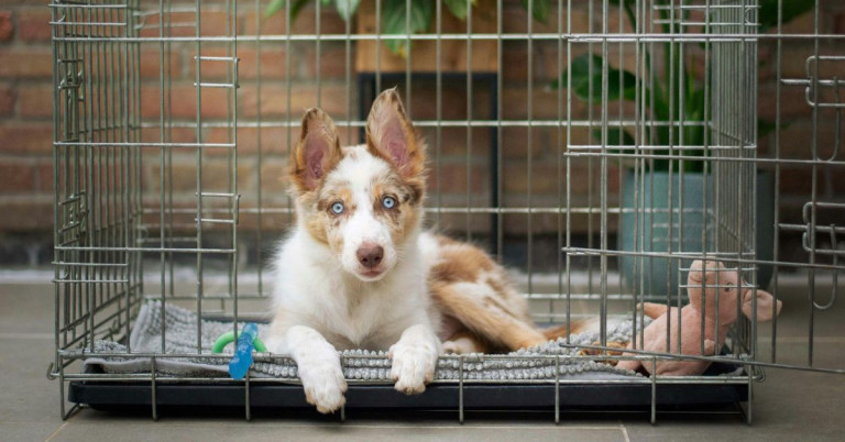 Hund in Box alleine lassen – So gewöhnt man den Hund an das Alleinsein in der Hundebox Hund in Box alleine lassen – Tipps für das Alleinlassen eines Hundes in der Hundebox