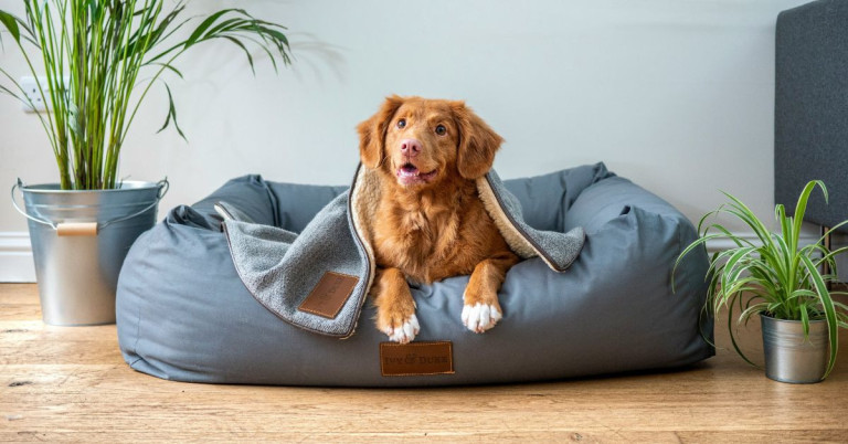 Hund entspannt alleine auf seinem Ruheplatz mit Decke Hund liegt alleine auf seinem Ruheplatz mit Decke