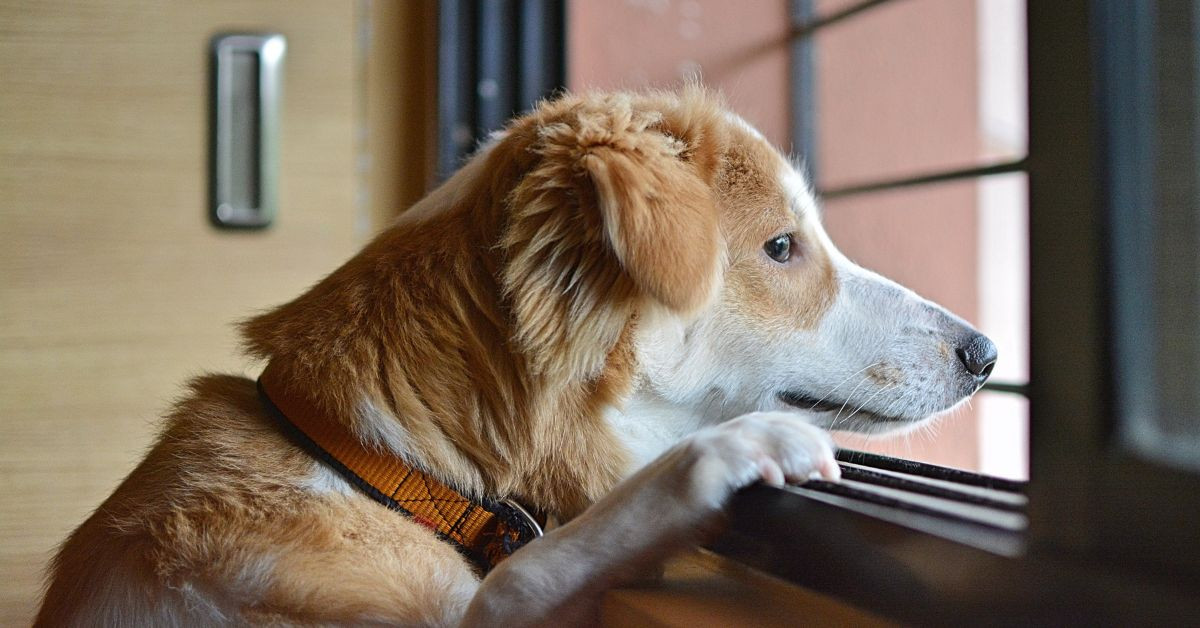 Hund wartet am Fenster und schaut nach draußen