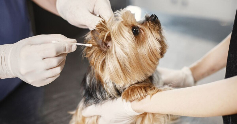Kleiner Hund beim Tierarzt, Tierarzt untersucht das Ohr des Hundes