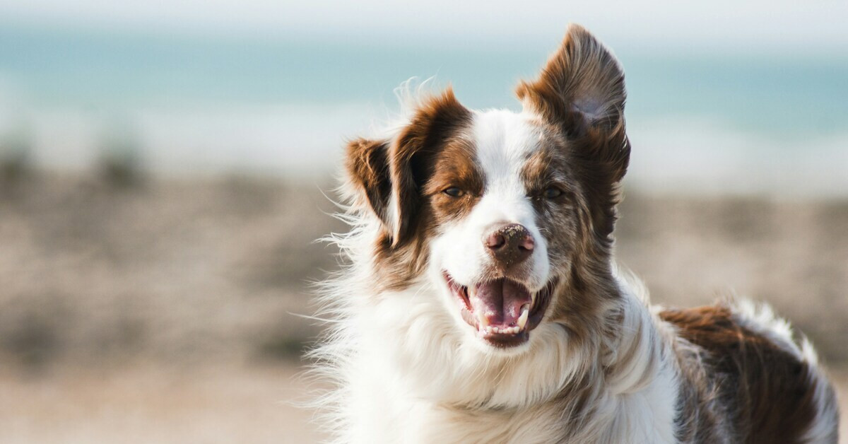 Glücklicher Hund am Strand – Symbolbild für Hund Versicherung
