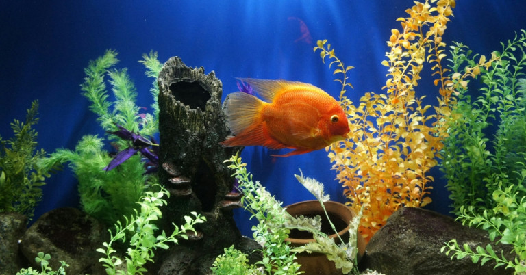 Orangefarbener Zierfisch im Aquarium zwischen Wasserpflanzen Aquarium mit orangefarbenem Zierfisch und Wasserpflanzen