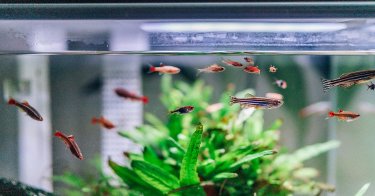 Aquarium-Fische und Pflanzen in Nahaufnahme Nahaufnahme von Aquarium-Fischen und Pflanzen im Aquarium