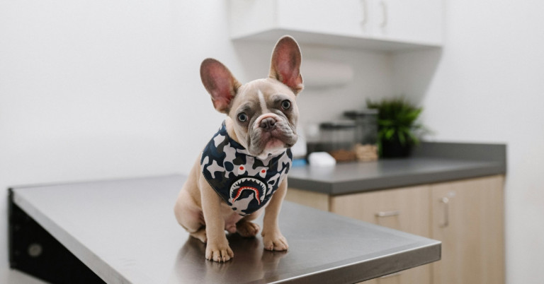 Französische Bulldogge sitzt auf dem Untersuchungstisch in einer Tierarztpraxis