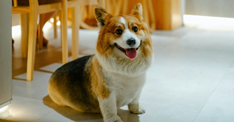 Fröhlicher Corgi Hund sitzt auf dem Boden