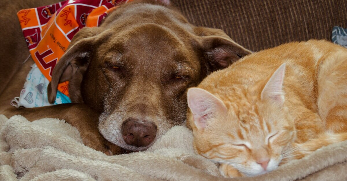 Hund und Katze liegen zusammen und schlafen auf einer Decke