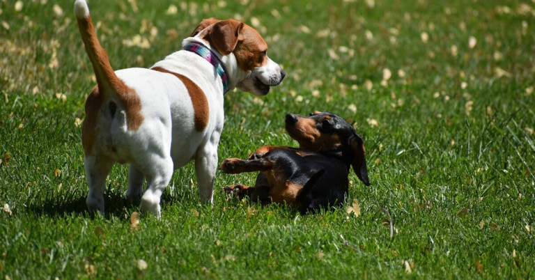 Zwei Hunde beim Spielen auf einer grünen Wiese Zwei Hunde spielen auf einer Wiese, einer steht und der andere liegt auf dem Rücken.