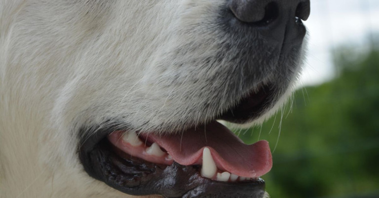 Hundegebiss Nahaufnahme mit deutlich sichtbaren Hundezähnen