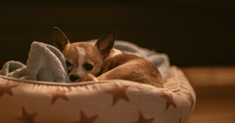 Hund im Körbchen – entspannter kleiner Hund im Hundebett Kleiner Hund liegt gemütlich im Körbchen