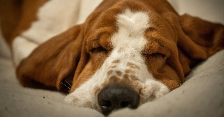 Hund in Tiefschlaf – Ruhephase und Erholung bei Hunden Hund in Tiefschlaf während der Ruhephase, Nahaufnahme eines schlafenden Hundes