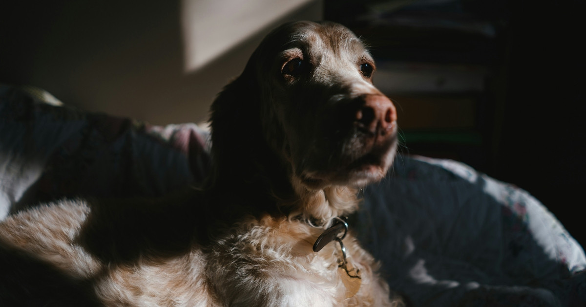 Nächtliche Unruhe bei Hunden – Hund liegt wach und wirkt unruhig in dunkler Umgebung
