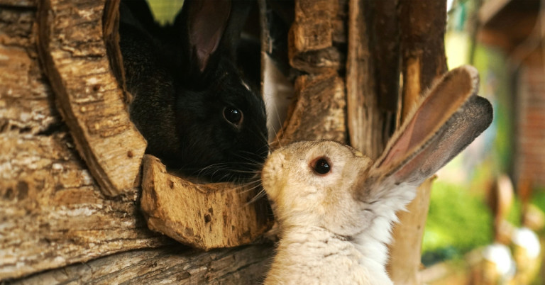 Zwei Kaninchen im Aussengehege aus Holzhaus