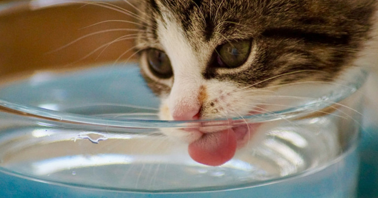 Katze trinkt viel – Nahaufnahme einer trinkenden Katze am Wassernapf Katze trinkt viel Wasser aus einem Napf