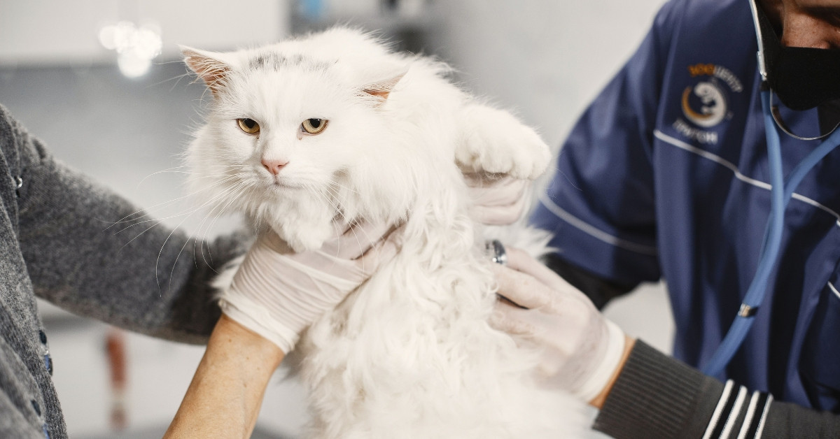 Weiße Katze bei Diabetes-Untersuchung beim Tierarzt