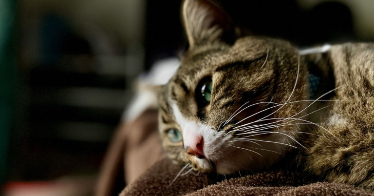 Müde Katze entspannt auf Decke – Nahaufnahme Müde Katze liegt entspannt auf einer Decke und ruht sich aus