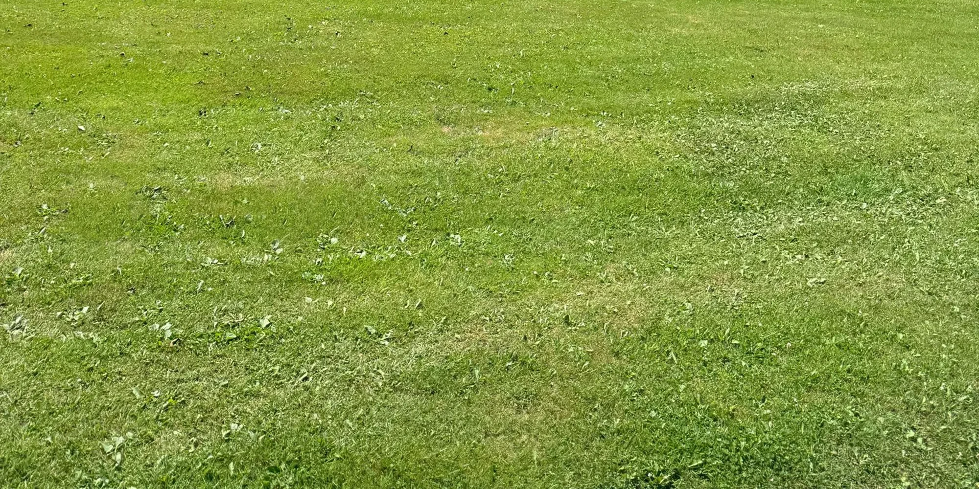 Grüne Rasenfläche im Außenbereich als Headerbild