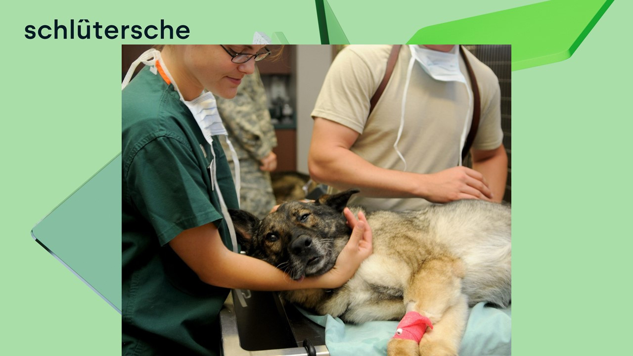 Tierarzt behandelt einen deutschen Schäferhund in einer Tierklinik
