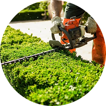 Gartenpflege – Hecke schneiden mit Heckenschere Gartenpflege: Person schneidet Hecke mit Heckenschere