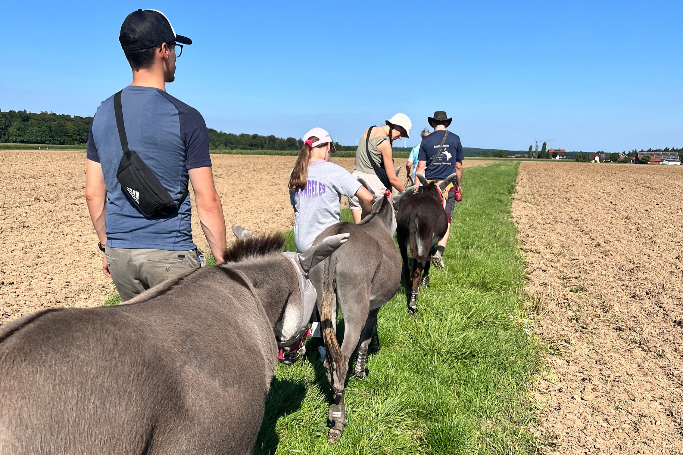 Gruppe von Menschen wandert mit Eseln bei sonnigem Wetter über ein Feld
