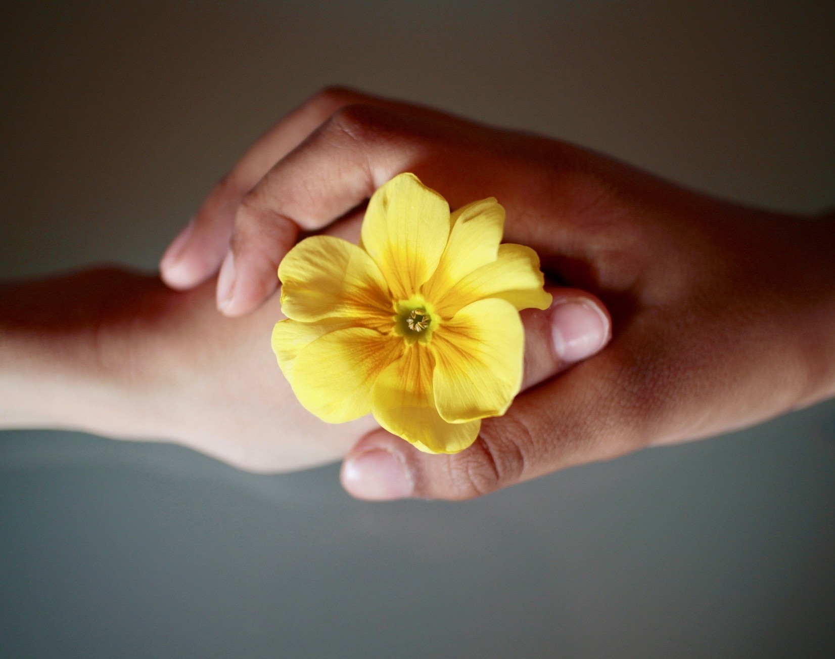 Vertrauen symbolisiert durch zwei Hände, die sich halten, mit einer gelben Blume dazwischen