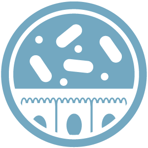 Grafische Darstellung der mukonutritiven Mikrobiota im menschlichen Darm