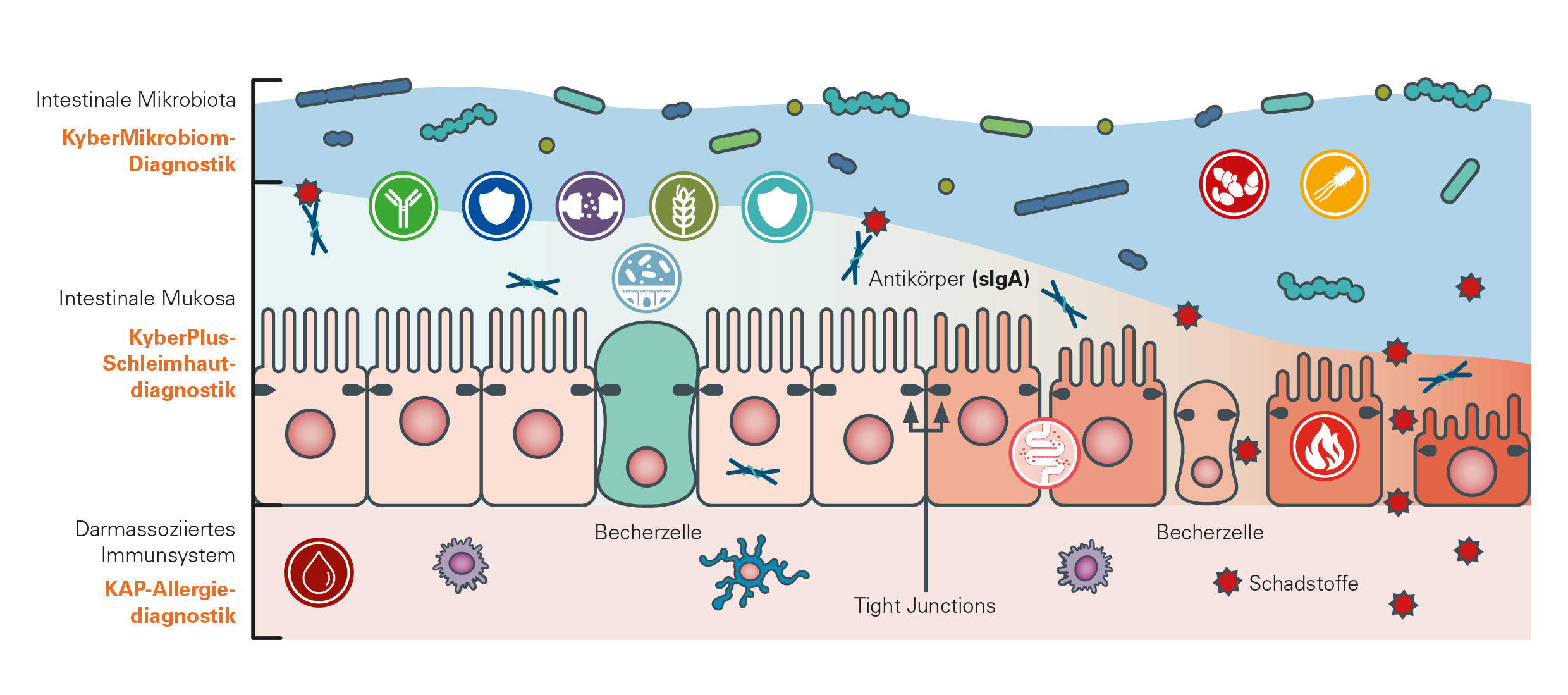 Schematische Darstellung der Darmschleimhaut mit Becherzellen, Tight Junctions und Antikörpern (sIgA)