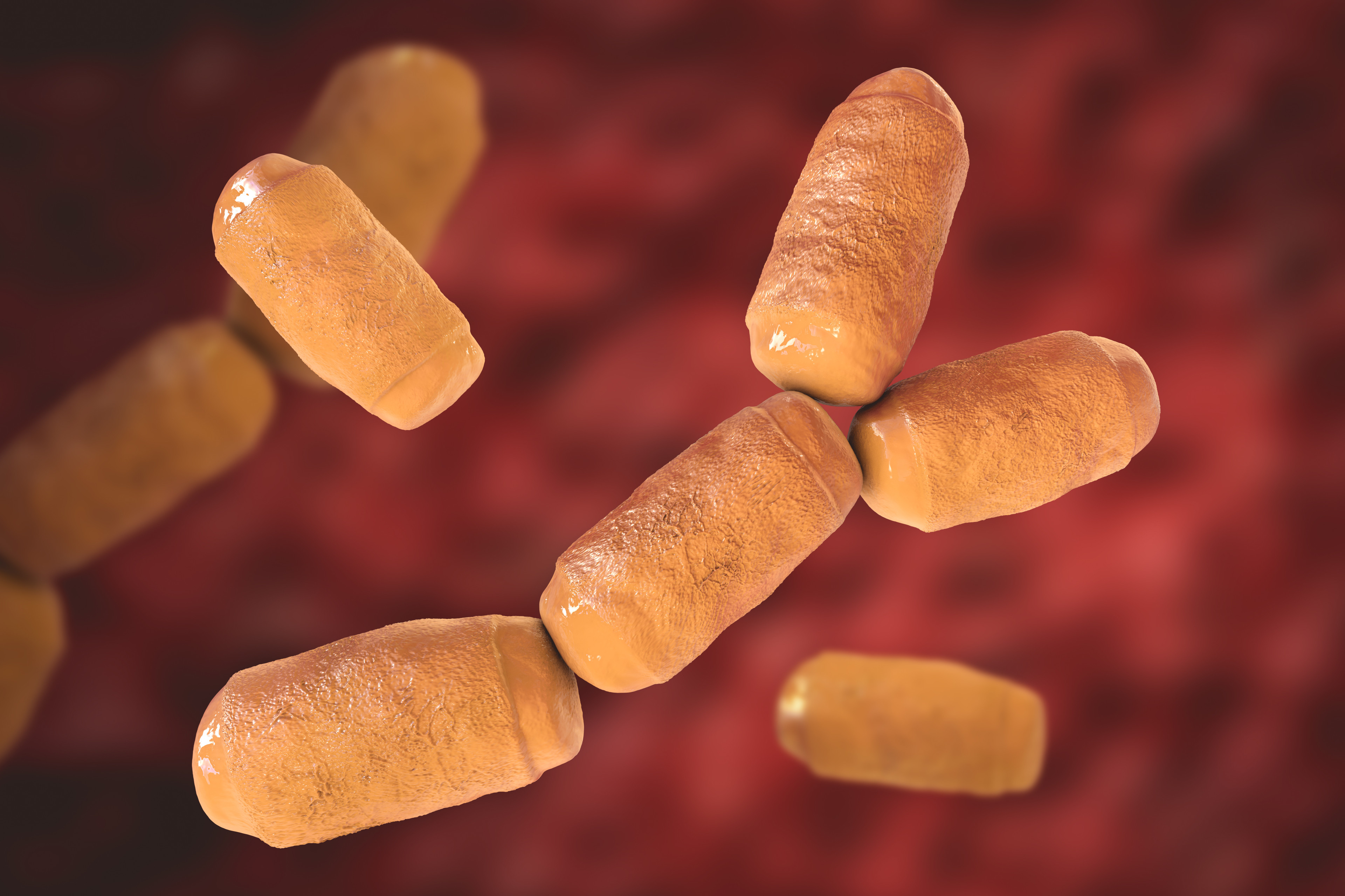 3D-Darstellung von M. smithii Bakterien, relevant bei Obstipation, Ansicht der Innenseite links