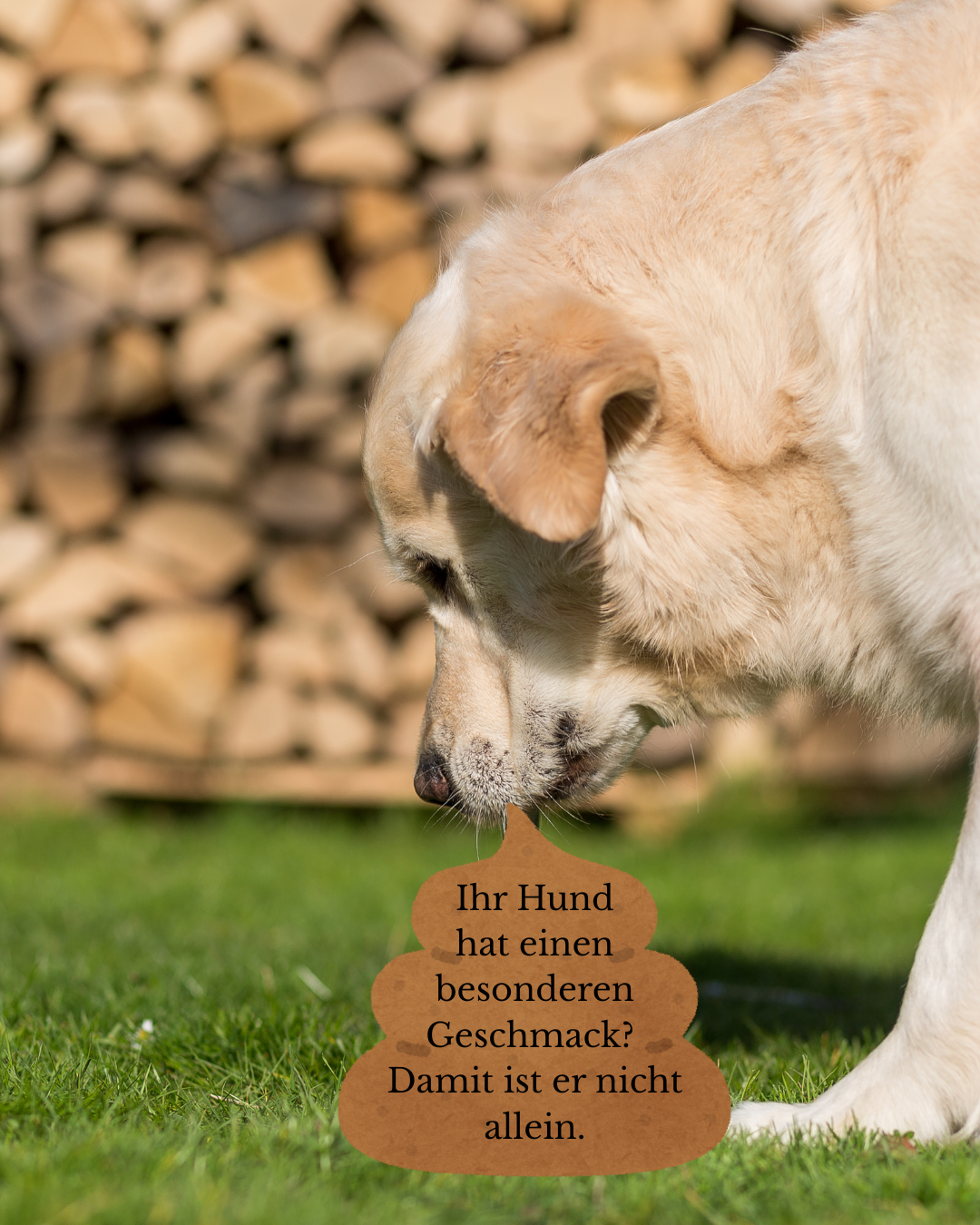 Hund frisst Kot auf einer Wiese – Problemverhalten bei Hunden