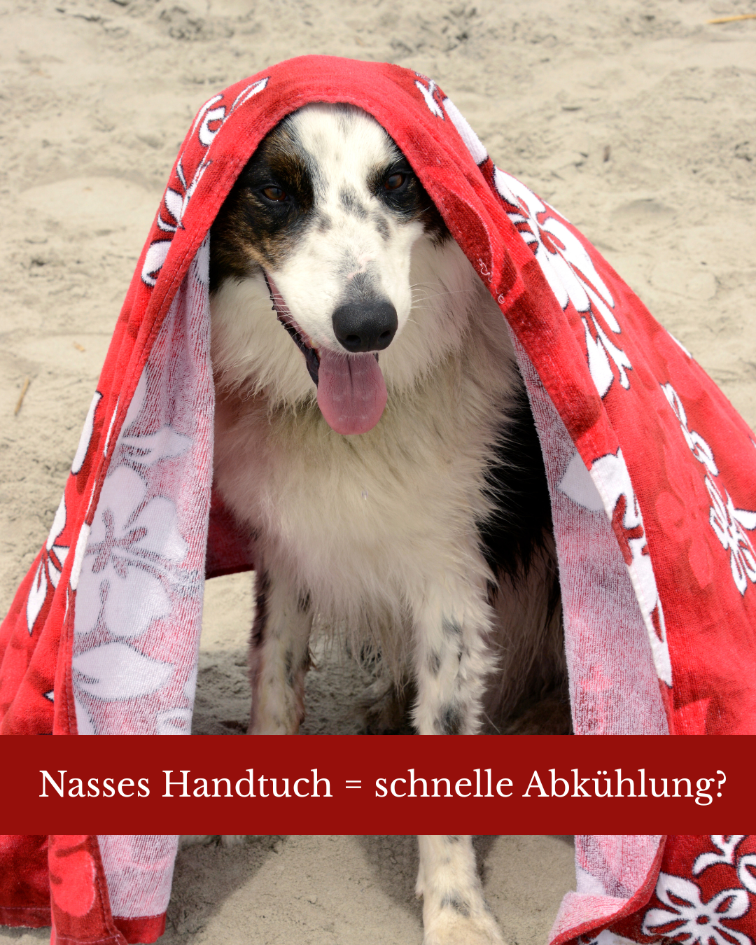 Hund mit nassem Handtuch am Strand zur Abkühlung