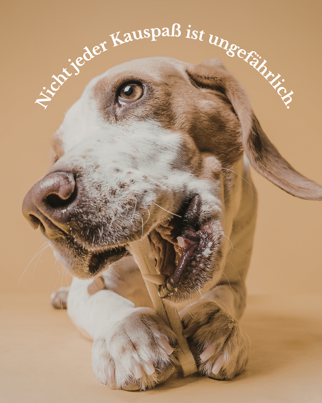 Hund kaut auf einem Kauknochen – Nicht jeder Kauknochen ist ungefährlich