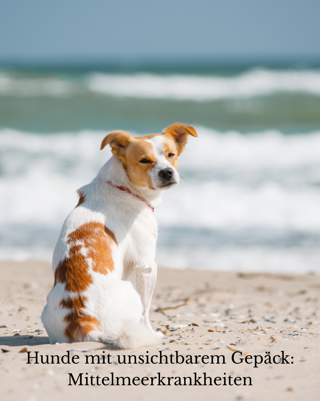 Hund am Strand – Symbolbild für Mittelmeerkrankheiten bei Hunden