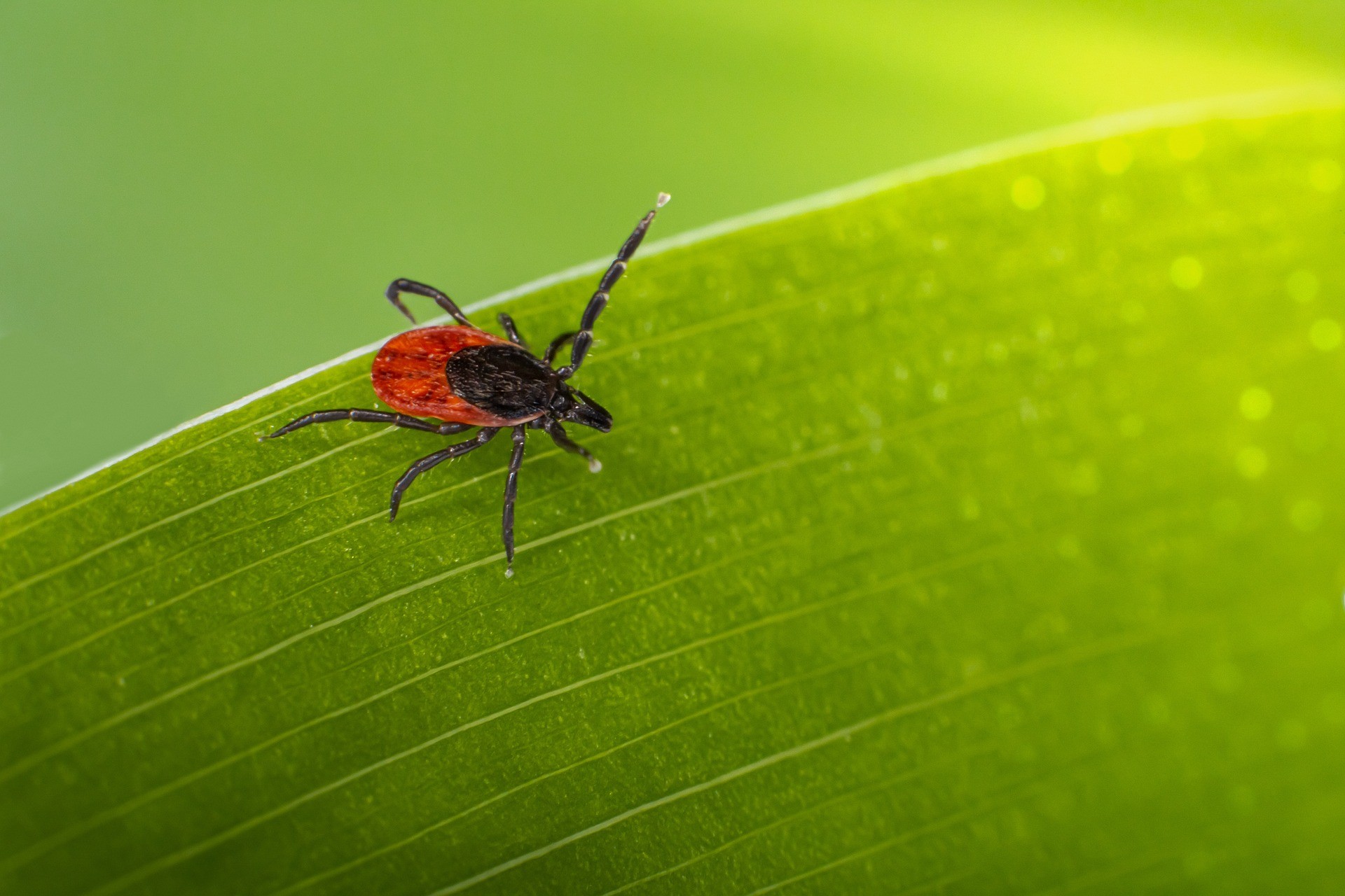 Lyme-Borreliose vorbeugen, erkennen und behandeln Zecke