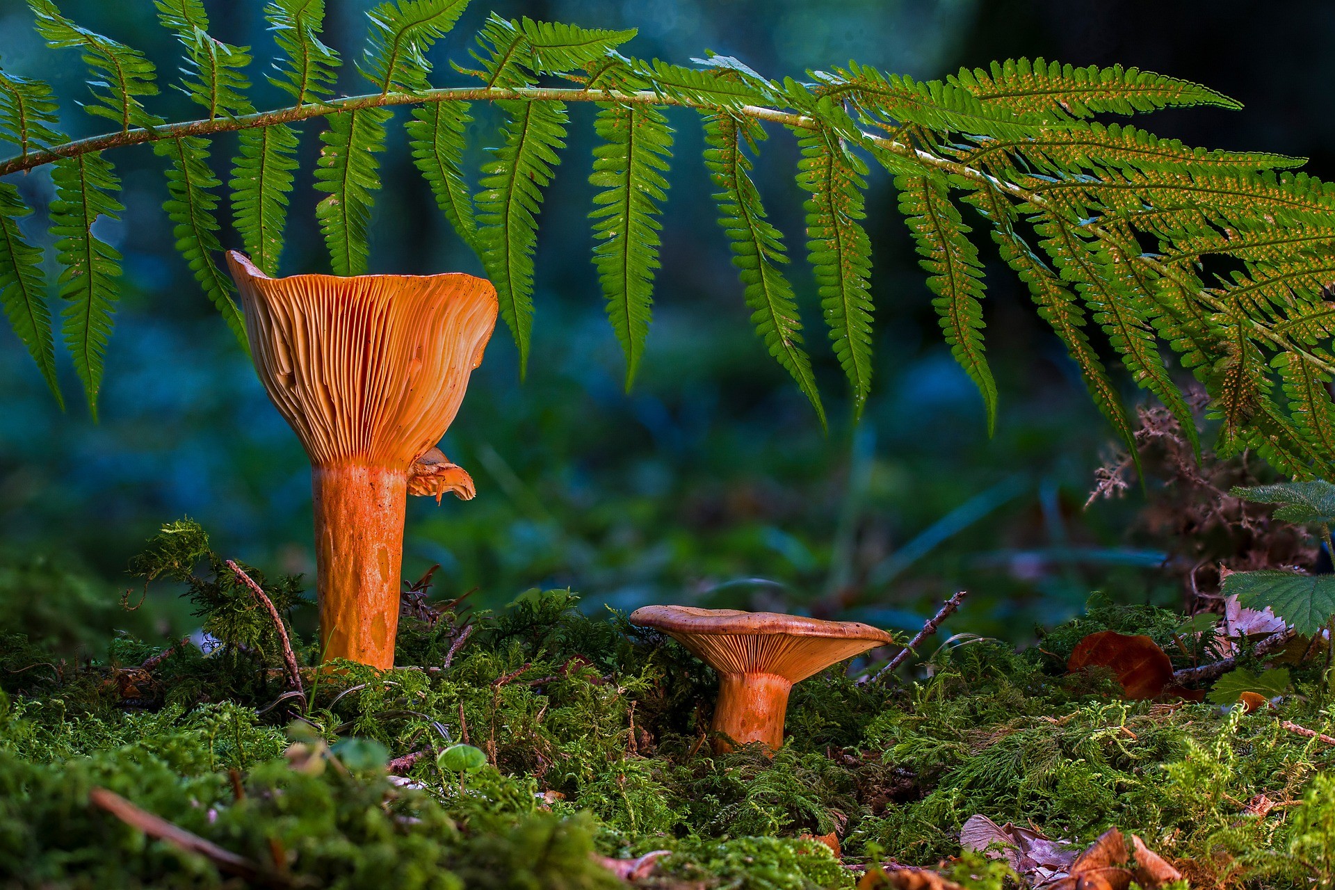 Klimawandel lässt auch giftige Pilze wachsen